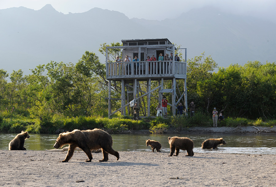 Медведи смотрят на туристов в одном из парков на Камчатке. Фото: Игорь Шпиленок